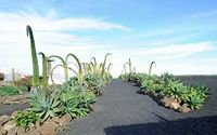 The village of Tiagua in Lanzarote. swan neck Agave (Agave attenuata). Click to enlarge the image.