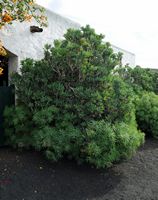 The village of Tiagua in Lanzarote. balsamifère Spurge (Euphorbia balsamifera). Click to enlarge the image.