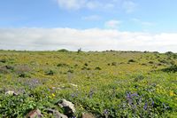 The village of Los Valles in Lanzarote. Lanzarote Vipérine (Echium lancerottense). Click to enlarge the image.