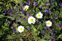 The village of Los Valles in Lanzarote. shrubby Chrysanthemum (Argyranthemum frutescens). Click to enlarge the image.