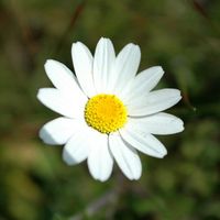 The village of Los Valles in Lanzarote. shrubby Chrysanthemum (Argyranthemum frutescens). Click to enlarge the image.