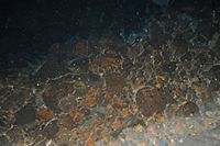 The chasms of Jameos del Agua in Haría in Lanzarote. albino crustaceans Munidopsis polymorpha. Click to enlarge the image.