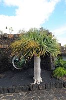 The chasms of Jameos del Agua in Haría in Lanzarote. Dragon Tree (Dracaena draco). Click to enlarge the image.