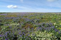 The town of Haría in Lanzarote. The viewpoint of the Rio (Mirador del Río). Prairie near the lookout. Click to enlarge the image.