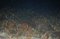 The town of Haría in Lanzarote. The albino crabs Jameos del Agua. Click to enlarge the image.
