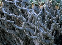 The town of Icod de los Vinos in Tenerife. Dragon, details. Click to enlarge the image.