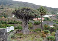 The town of Icod de los Vinos in Tenerife. Dragon. Click to enlarge the image.