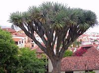 The town of La Orotava in Tenerife. Dragon. Click to enlarge the image.