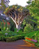 The town of La Orotava in Tenerife. Hijuela del Botanico. Click to enlarge the image.