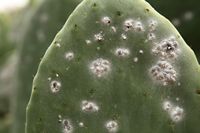 The town of Pájara in Fuerteventura. larvae of scale insects (author Frank Vincentz). Click to enlarge the image.