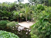 The town of Puerto de la Cruz in Tenerife. Loro Parque. Click to enlarge the image.