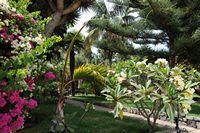 The town of Los Realejos in Tenerife. Garden, El Monasterio. Click to enlarge the image.