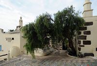 The Ethnographic Museum Tanit in San Bartolomé in Lanzarote. False pepper tree (Schinus molle). Click to enlarge the image.