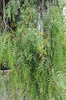 The Ethnographic Museum Tanit in San Bartolomé in Lanzarote. False pepper tree (Schinus molle). Click to enlarge the image.