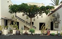 The Ethnographic Museum Tanit in San Bartolomé in Lanzarote. Flamboyant (Delonix regia). Click to enlarge the image.