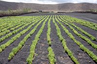 The town of Tinajo in Lanzarote. lenses Field in El Cuchillo (author Frank Vincentz). Click to enlarge the image.