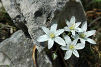 Ornithogale der Berge (Ornithogalum montanum). Klicken, um das Bild in Adobe Stock zu vergrößern (neue Nagelritze).