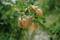 Baguenaudier baumartiges (Colutea arborescens). Klicken, um das Bild in Adobe Stock zu vergrößern (neue Nagelritze).