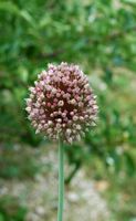 Knoblauch an rundem Kopf (Allium sphaerocephalon). Klicken, um das Bild in Adobe Stock zu vergrößern (neue Nagelritze).