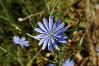 Wilde Endivie (Cichorium intybus). Klicken, um das Bild in Adobe Stock zu vergrößern (neue Nagelritze).