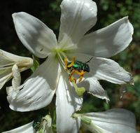 Lilie weiß (Lilium candidum), Insel von Mljet. Klicken, um das Bild in Adobe Stock zu vergrößern (neue Nagelritze).