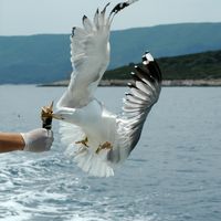 Möwe im Kanal von Hvar. Klicken, um das Bild in Adobe Stock zu vergrößern (neue Nagelritze).