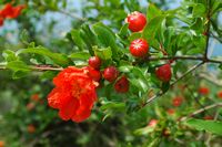 Punique Granatapfelbaum (Punica granatum). Klicken, um das Bild in Adobe Stock zu vergrößern (neue Nagelritze).