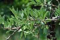 Le jardin botanique du Biokovo en Croatie. Poirier amandier (Pyrus amygdaliformis). Cliquer pour agrandir l'image dans Adobe Stock (nouvel onglet).