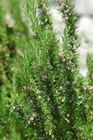 Le jardin botanique du Biokovo en Croatie. Romarin officinal (Rosmarinus officinalis). Cliquer pour agrandir l'image dans Adobe Stock (nouvel onglet).