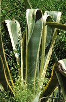 Le jardin botanique du Biokovo en Croatie. Agave d'Amérique (Agave americana). Cliquer pour agrandir l'image dans Adobe Stock (nouvel onglet).