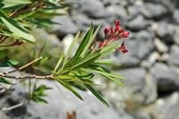 Le jardin botanique du Biokovo en Croatie. Laurier rose (Nerium oleander). Cliquer pour agrandir l'image dans Adobe Stock (nouvel onglet).