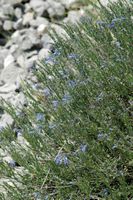 Le jardin botanique du Biokovo en Croatie. Moltkia des rochers (Moltkia petrae). Cliquer pour agrandir l'image dans Adobe Stock (nouvel onglet).