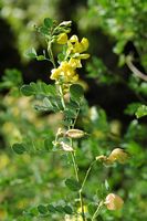 Le jardin botanique du Biokovo en Croatie. Baguenaudier, arbre à vessies (Colutea arborescens). Cliquer pour agrandir l'image dans Adobe Stock (nouvel onglet).