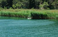 Le parc national de la Krka en Croatie. Une famille de cygnes sur la Krka. Cliquer pour agrandir l'image dans Adobe Stock (nouvel onglet).
