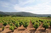 Le village de Potomje, presqu'île de Pelješac en Croatie. Vignoble. Cliquer pour agrandir l'image dans Adobe Stock (nouvel onglet).