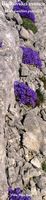 La flore et le faune du Biokovo en Croatie. La campanule du Biokovo, emblème du Parc Naturel. Cliquer pour agrandir l'image.