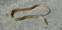 La flore et le faune du Biokovo en Croatie. Couleuvre des Balkans (Hierophis gemonensis). Cliquer pour agrandir l'image.