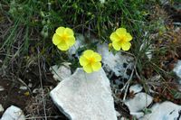 La flore et le faune du Biokovo en Croatie. Hélianthème commun (Helianthemum nummularium). Cliquer pour agrandir l'image.
