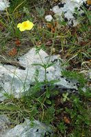 La flore et le faune du Biokovo en Croatie. Hélianthème commun (Helianthemum nummularium). Cliquer pour agrandir l'image.