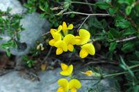 La flore et le faune du Biokovo en Croatie. Lotier (Lotus sp.). Cliquer pour agrandir l'image.