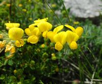 La flore et le faune du Biokovo en Croatie. Lotier (Lotus sp.). Cliquer pour agrandir l'image.