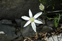 Ornithogale der Berge (Ornithogalum montanum). Klicken, um das Bild zu vergrößern.