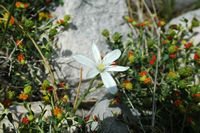 Ornithogale der Berge (Ornithogalum montanum). Klicken, um das Bild zu vergrößern.
