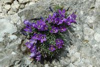 La flore et le faune du Biokovo en Croatie. Campanule du Biokovo (Edraianthus pumilio). Cliquer pour agrandir l'image.