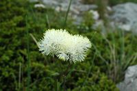 Pigamon (Thalictrum sp.). Klicken, um das Bild zu vergrößern.