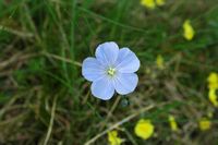 La flore et le faune du Biokovo en Croatie. Lin de Narbonne (Linum narbonense). Cliquer pour agrandir l'image.