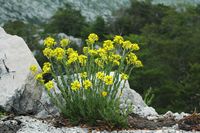 Schötterich falsch-Goldlack (Erysimum sp.). Klicken, um das Bild zu vergrößern.