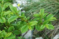 La flore et le faune du Biokovo en Croatie. Charme-houblon (Ostrya carpinifolia). Cliquer pour agrandir l'image.