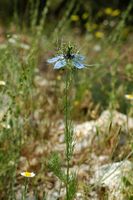 Nigelle von Damaskus (Nigella damascena). Klicken, um das Bild zu vergrößern.