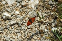 Mélitée orangefarbenes (Melitaea didyma). Klicken, um das Bild zu vergrößern.